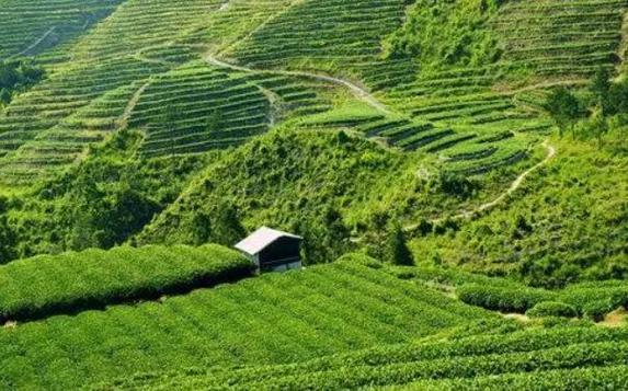 随着茶庄园建设如火如荼地开展,这种以茶产业为主导,集茶叶生产,加工
